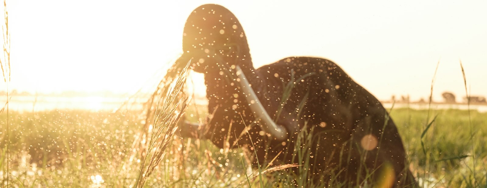 Where the Wild Things Teach