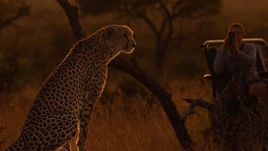 A cheetah sitting on an African plain