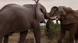 Two elephants touching trunks