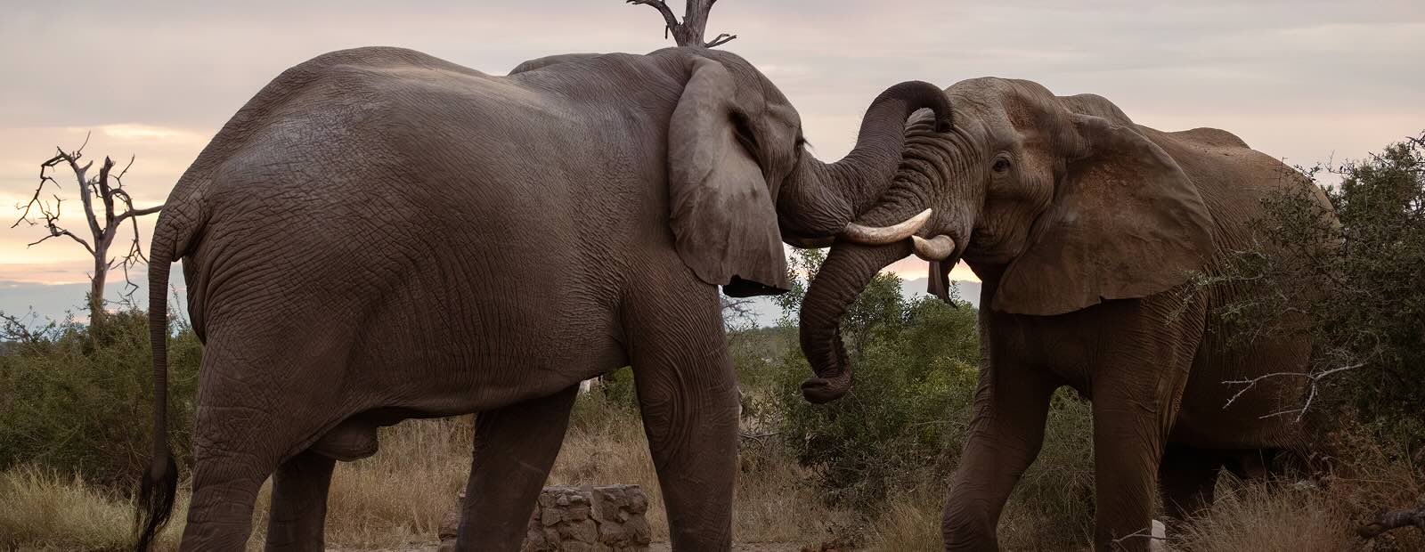 In Their Footsteps: A Tribute to Elephants 